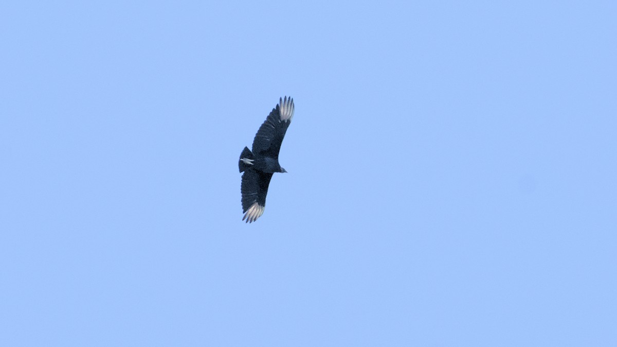 Black Vulture - ML618300569