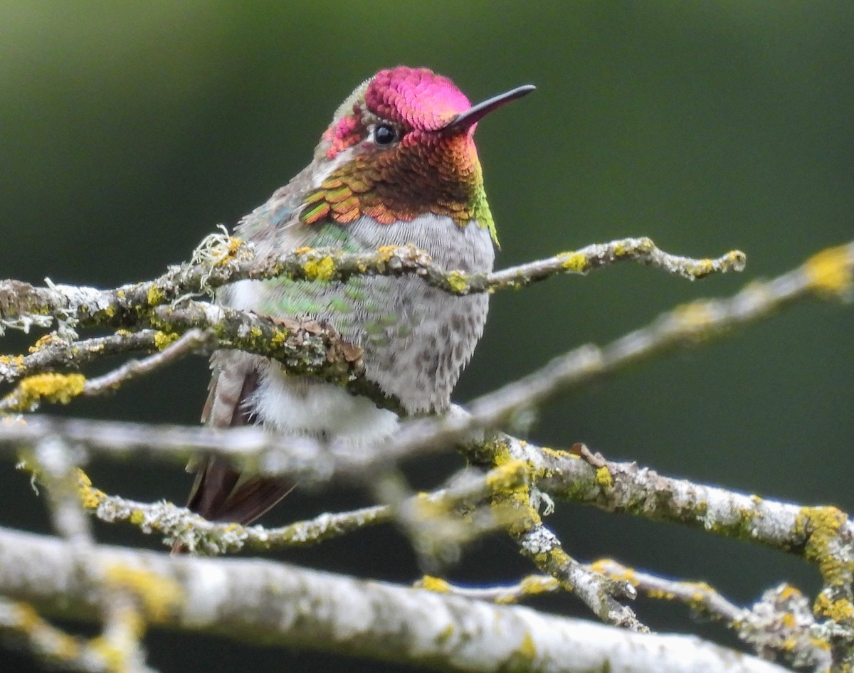 Anna's Hummingbird - ML618300577