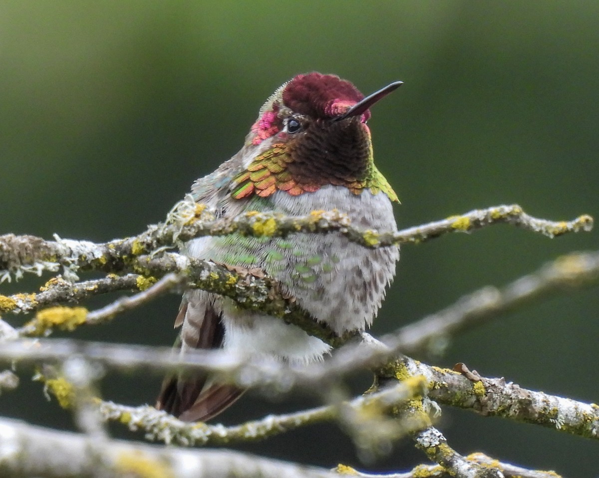 Anna's Hummingbird - ML618300578