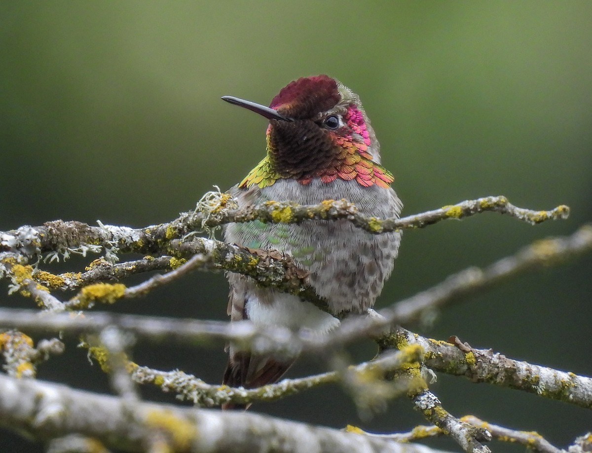 Anna's Hummingbird - ML618300579