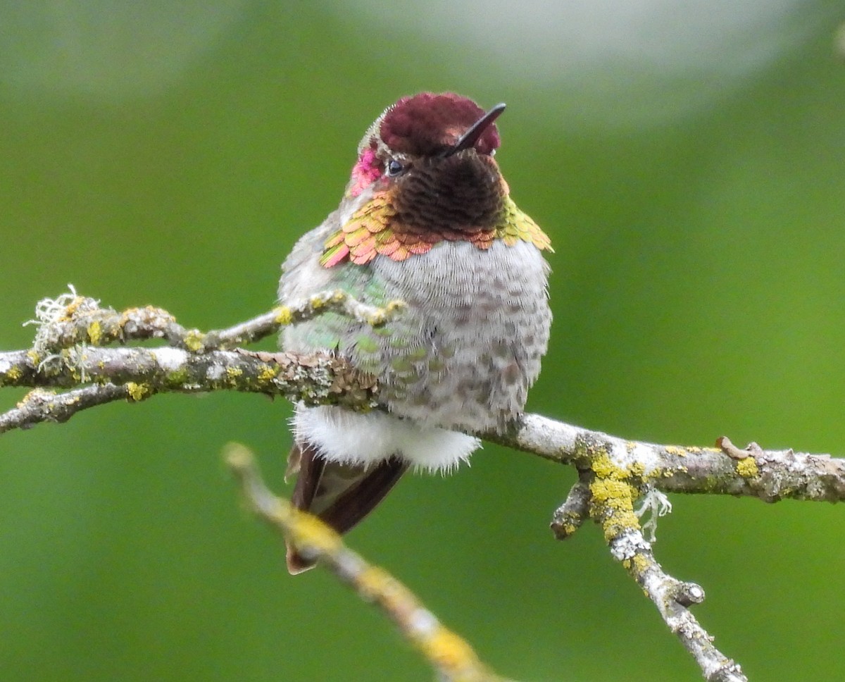 Anna's Hummingbird - ML618300580