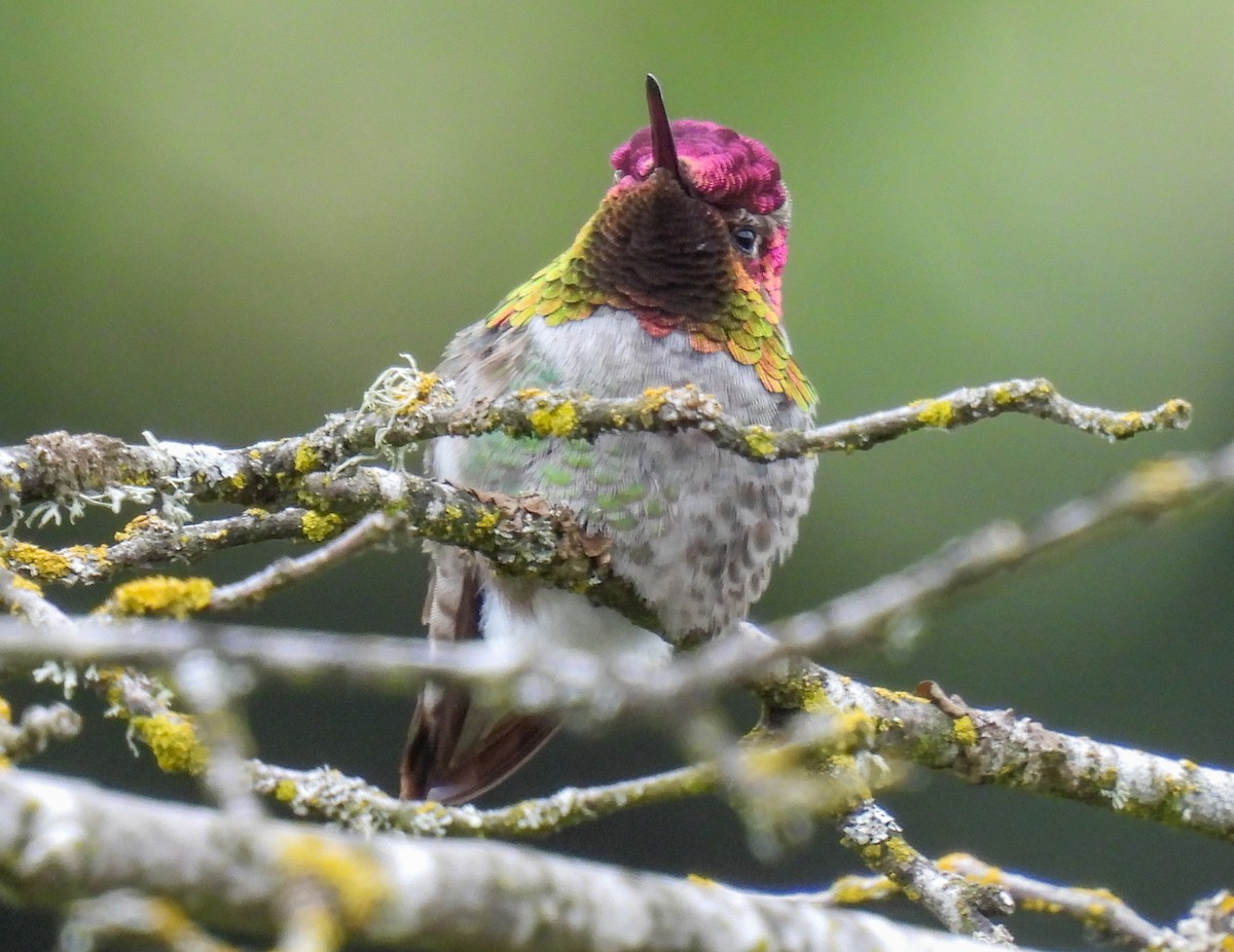 Anna's Hummingbird - ML618300581