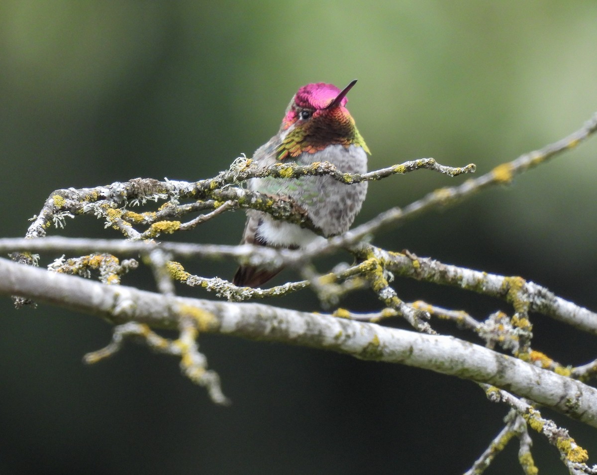 Anna's Hummingbird - ML618300583