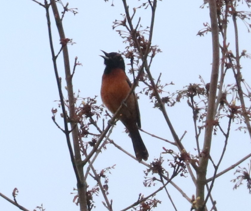 Orchard Oriole - ML618300591