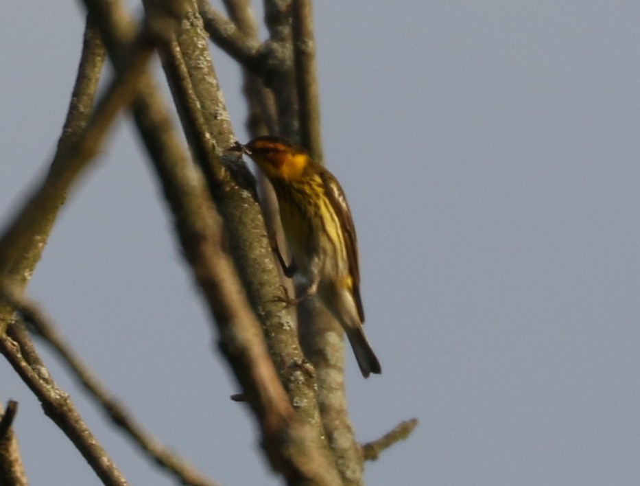 Cape May Warbler - ML618300596