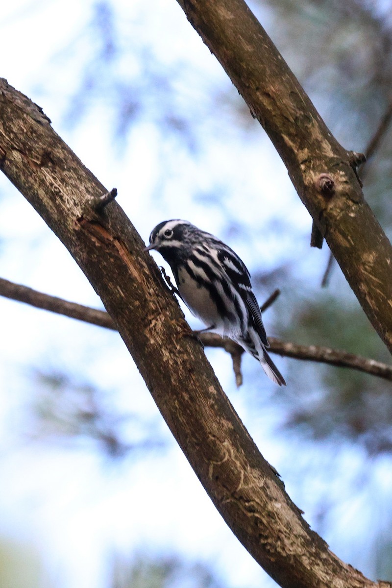 Black-and-white Warbler - ML618300608