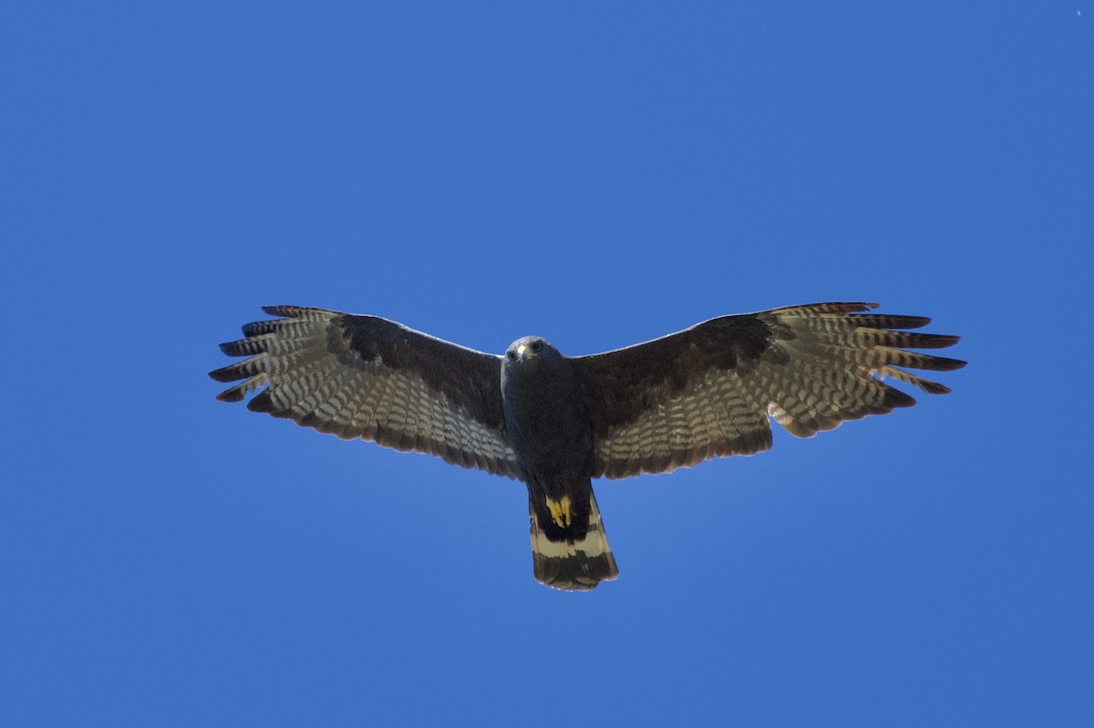 Zone-tailed Hawk - ML618300610