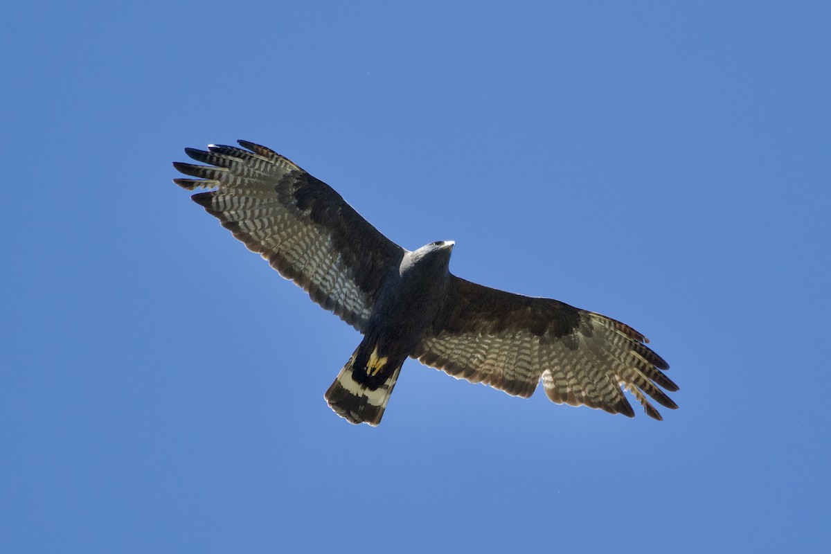 Zone-tailed Hawk - ML618300611