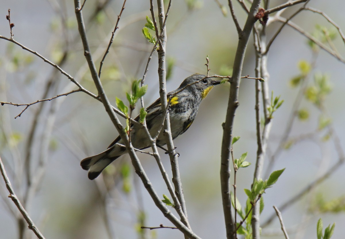 Yellow-rumped Warbler (Myrtle) - ML618300616
