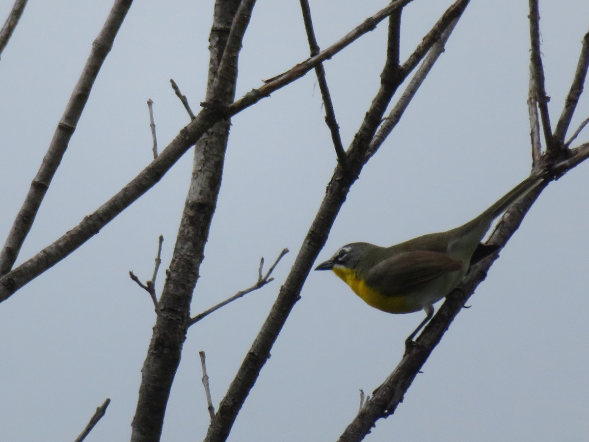 Yellow-breasted Chat - ML618300632