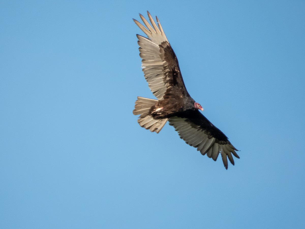 Turkey Vulture - Colin DeAngelis
