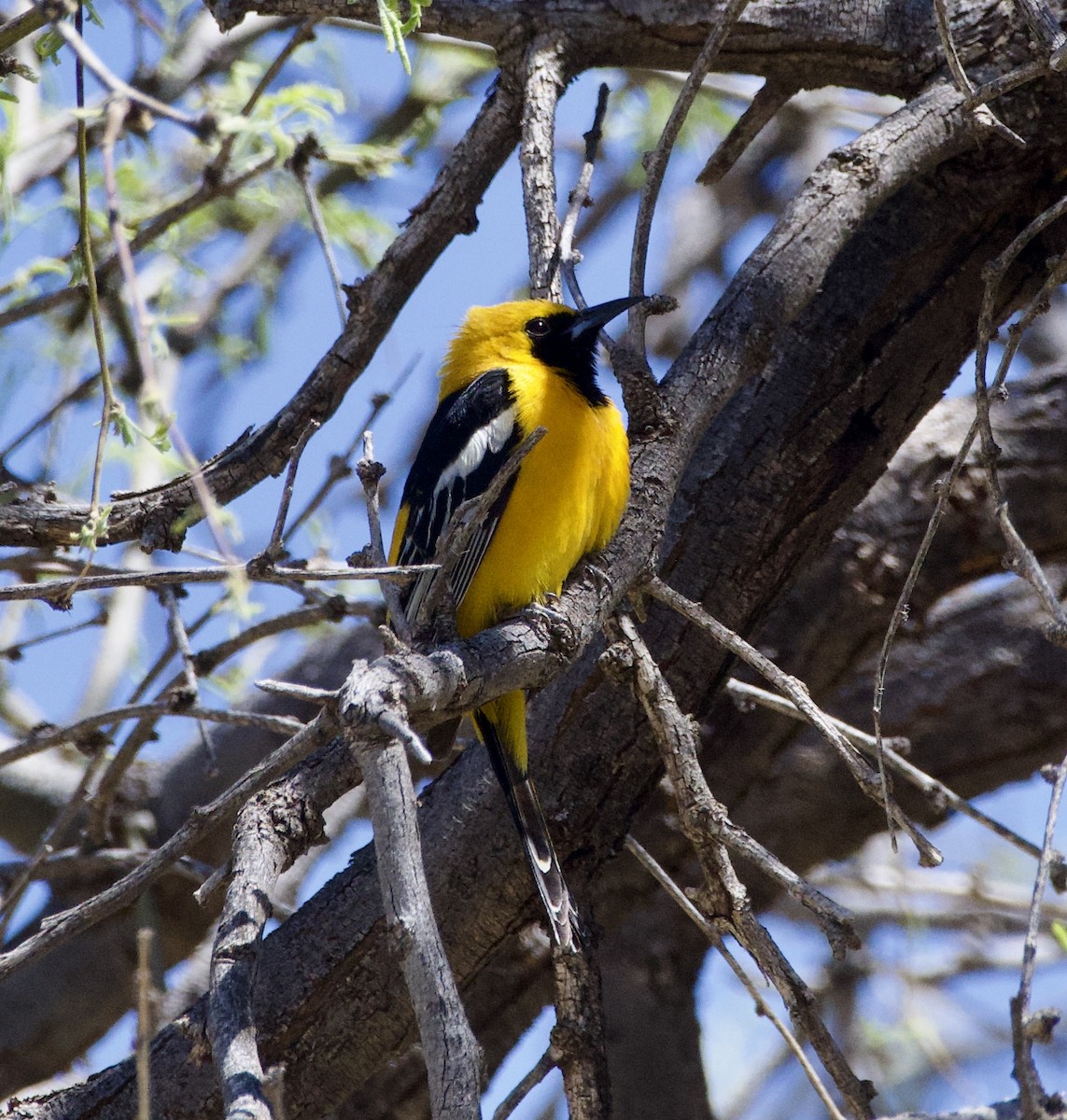 Hooded Oriole (nelsoni Group) - ML618300663