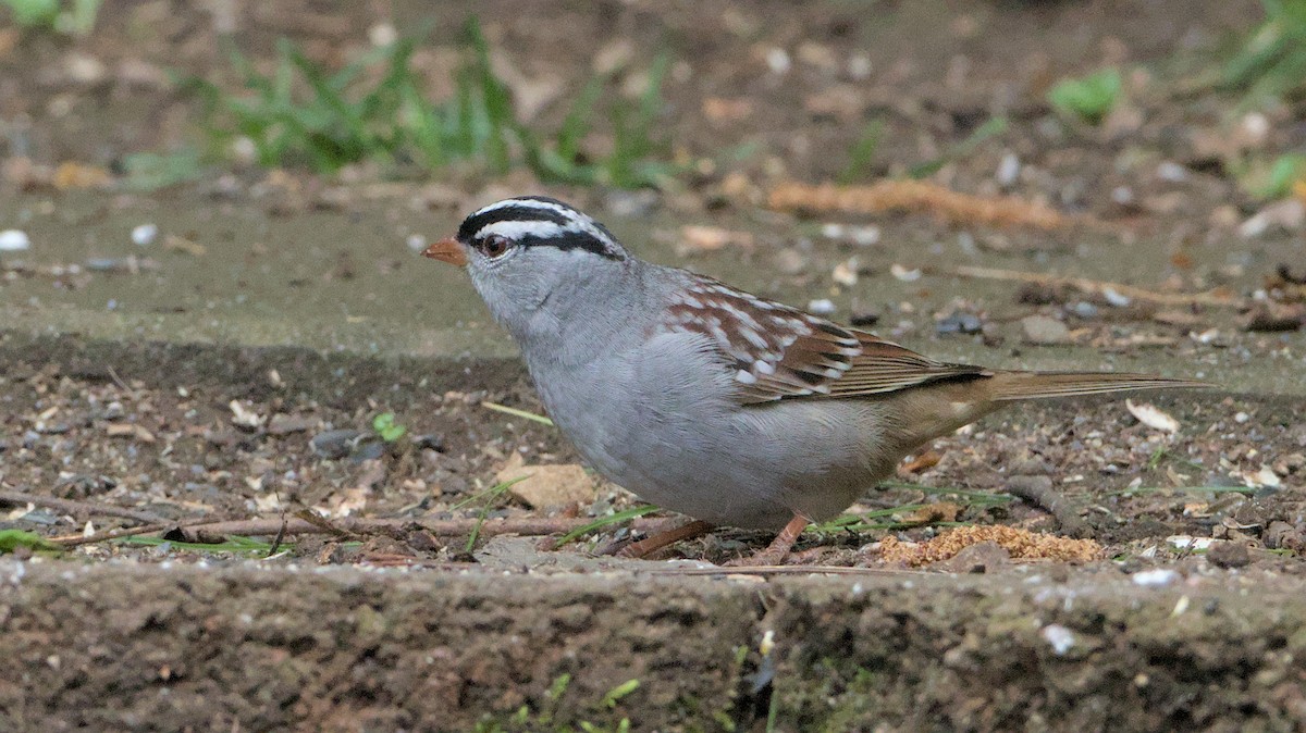 White-crowned Sparrow - Robert Howard