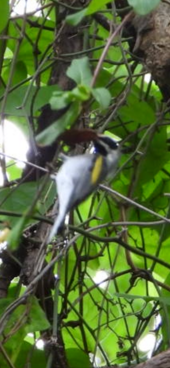 Golden-winged Warbler - ML618300712