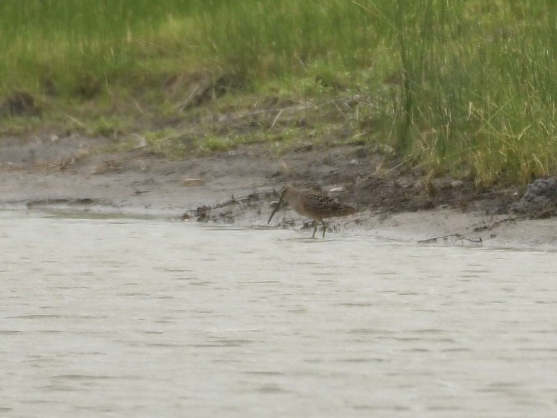 Long-billed Dowitcher - ML618300733
