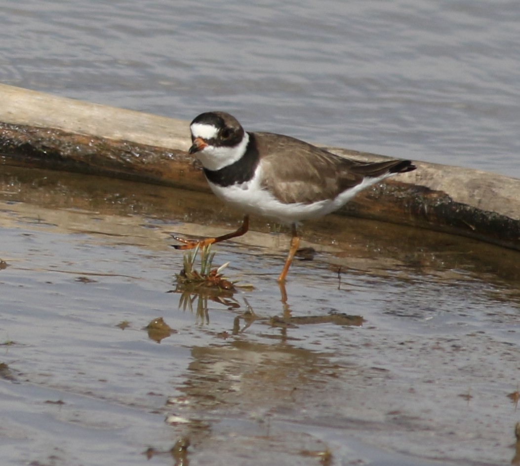 Semipalmated Plover - ML618300754