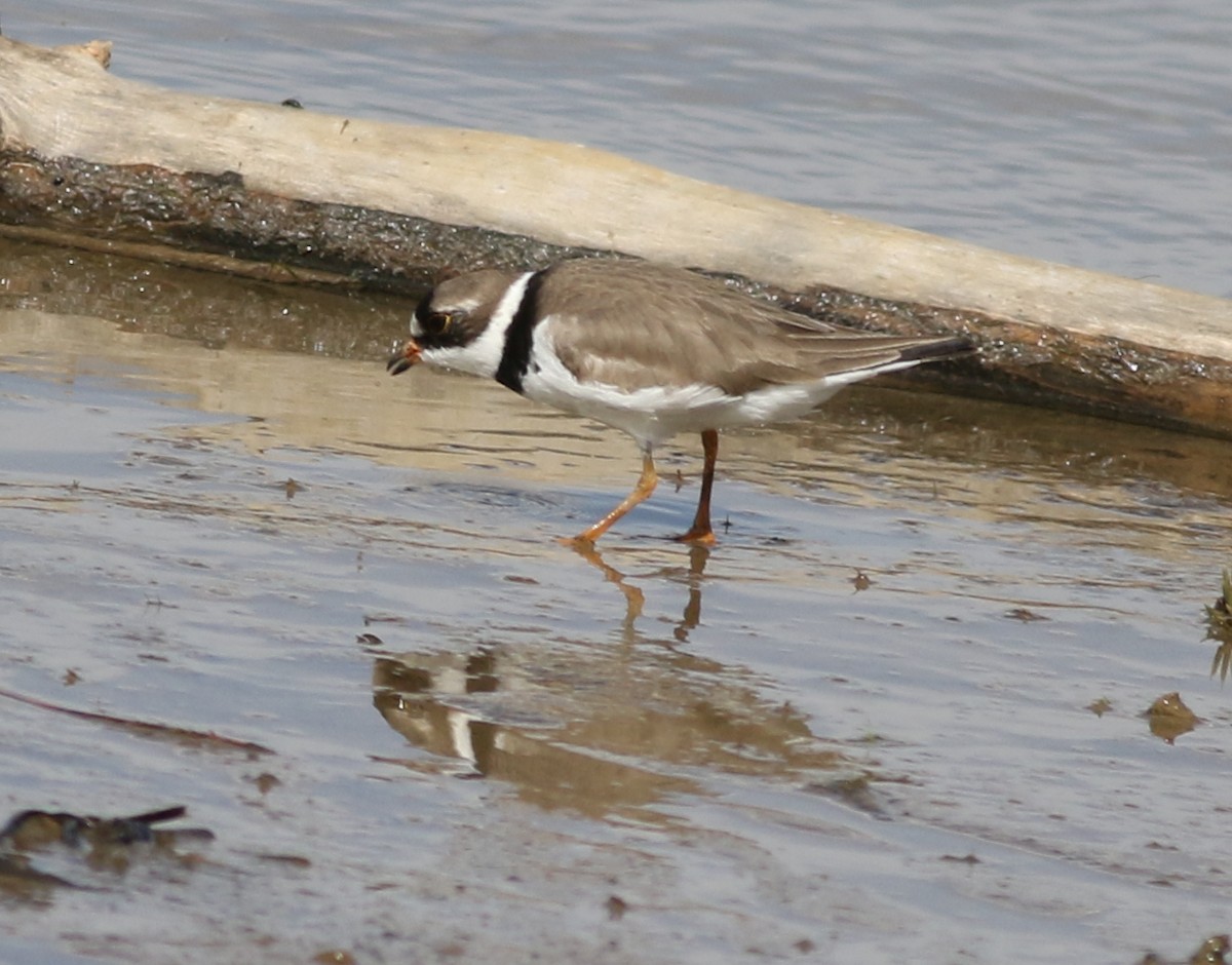 Semipalmated Plover - ML618300755