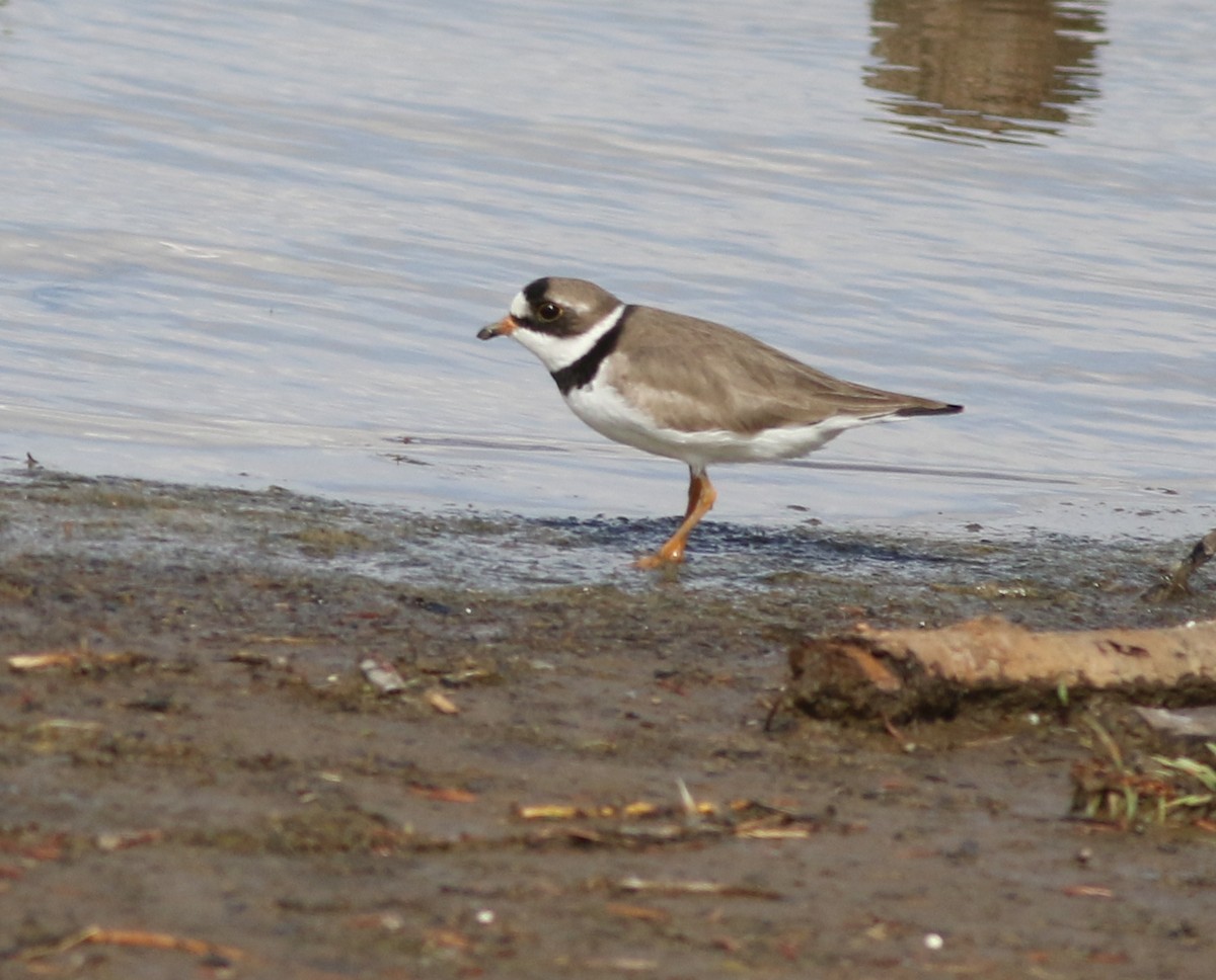 Semipalmated Plover - ML618300756