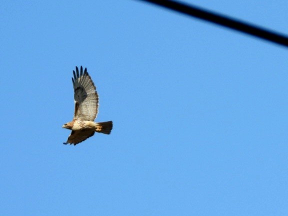 Red-tailed Hawk - Cliff Dekdebrun