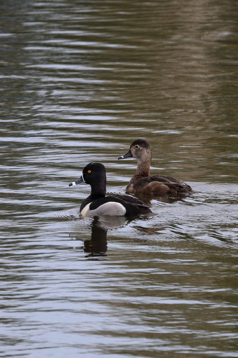 Ring-necked Duck - ML618300777