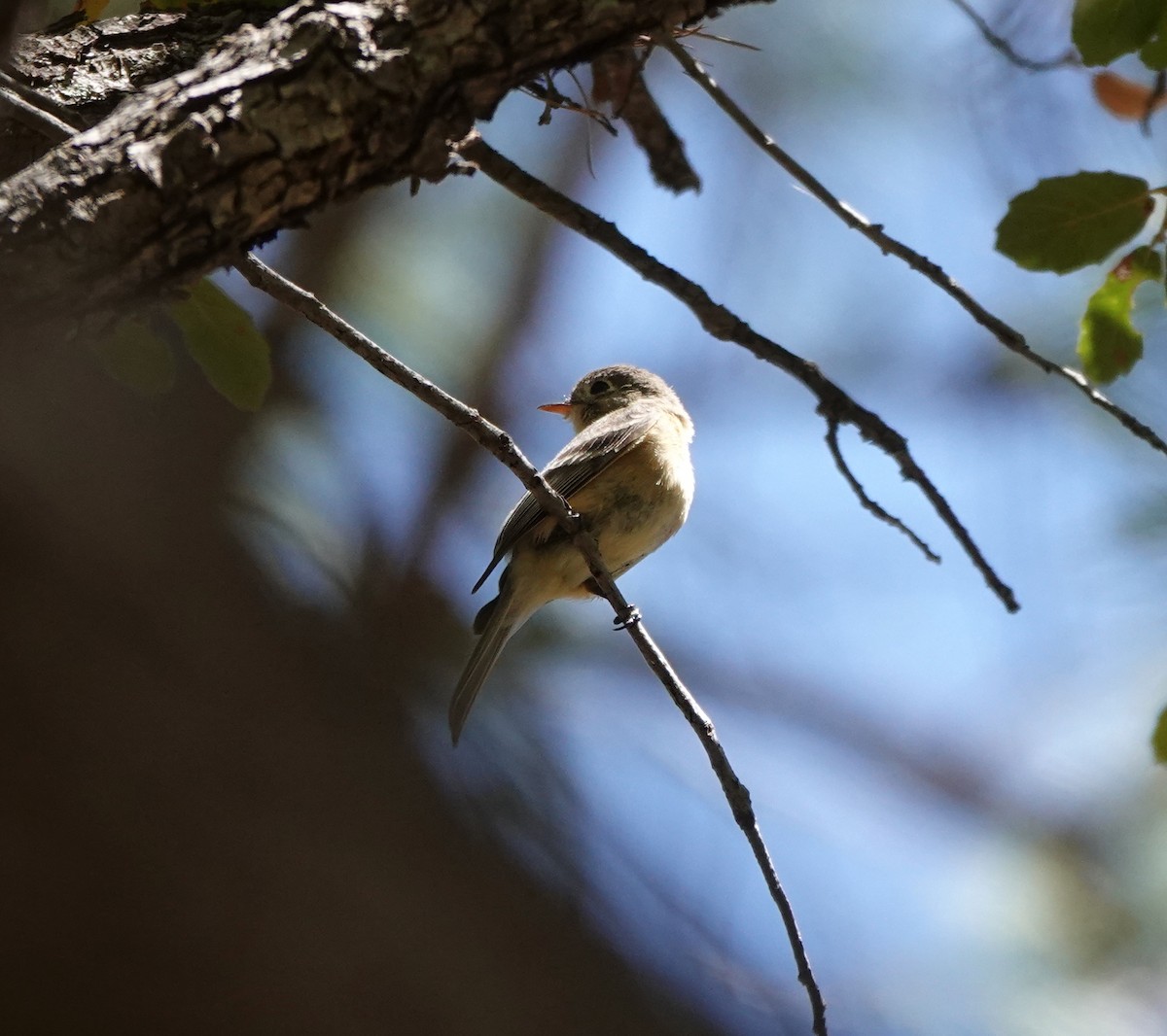 Buff-breasted Flycatcher - Timothy Spahr