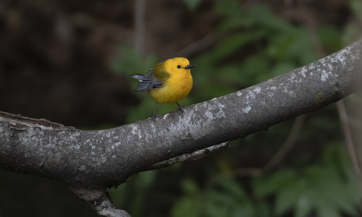 Prothonotary Warbler - ML618300813