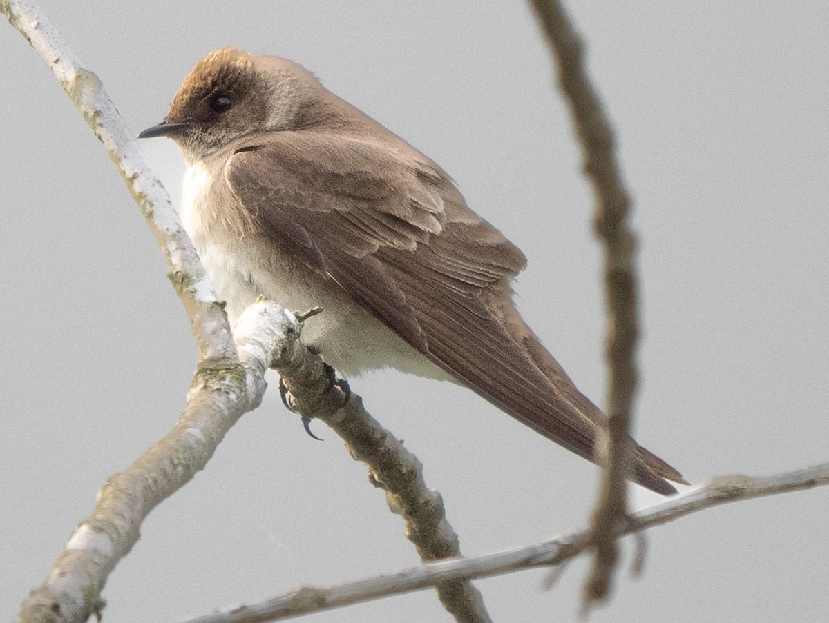 Northern Rough-winged Swallow - Steven Lasley