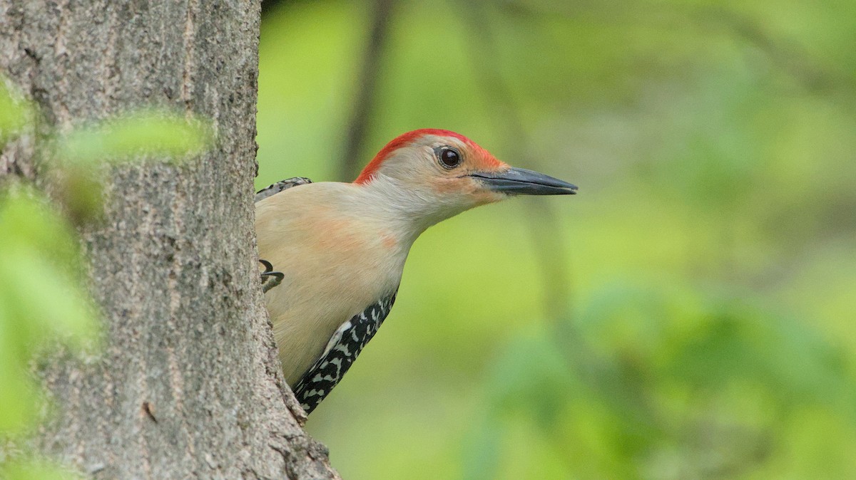 Red-bellied Woodpecker - ML618300828