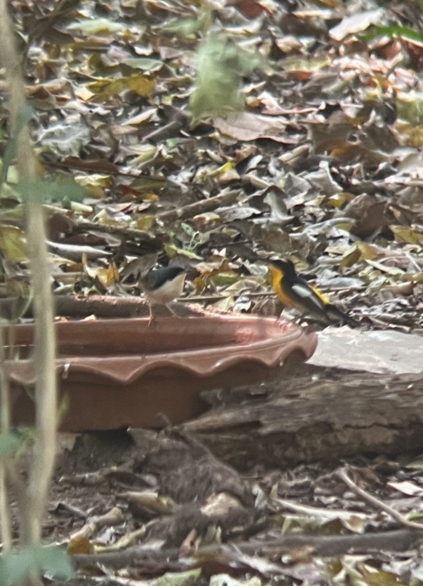 Yellow-rumped Flycatcher - Hannarong Srikhun