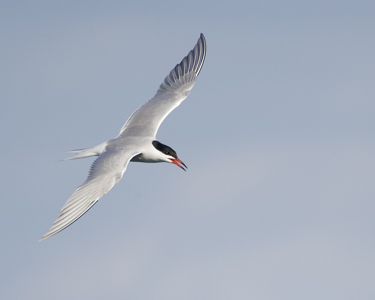 Common Tern - Ryk Naves