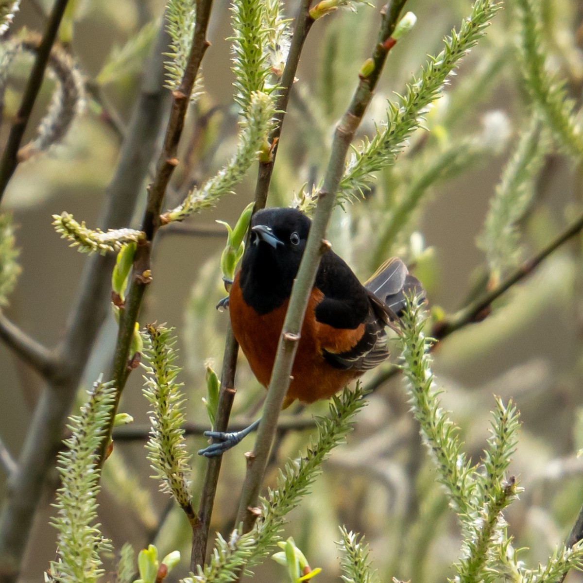 Orchard Oriole - ML618300870