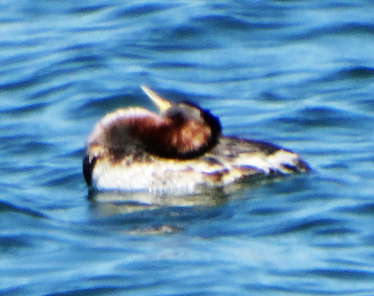 Red-necked Grebe - ML618300881