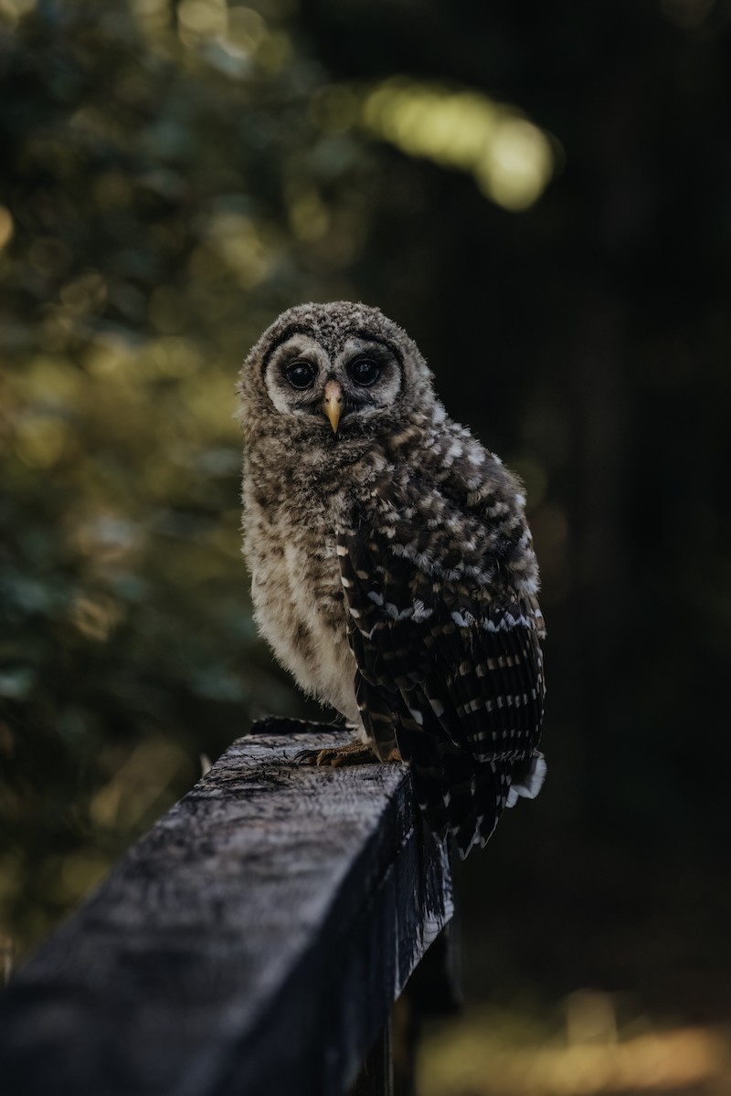 Barred Owl - Ryan Wallace