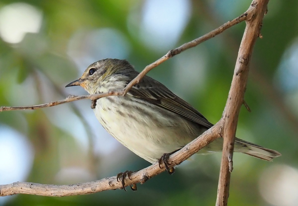 Cape May Warbler - ML618300911