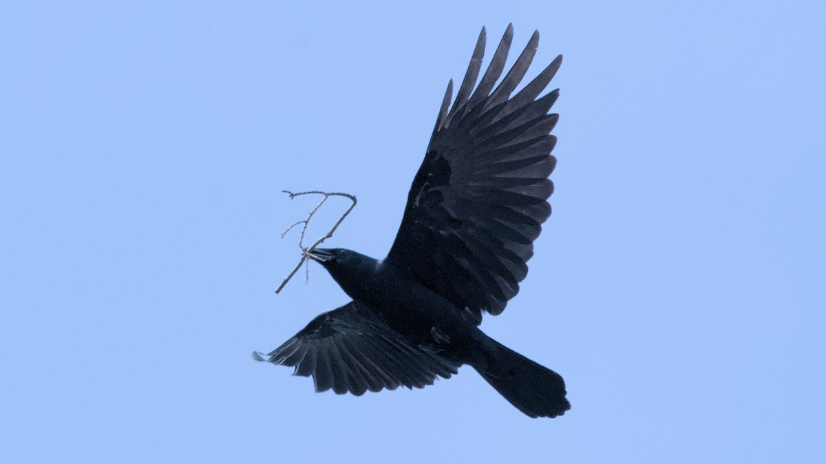 Fish Crow - ML618300912