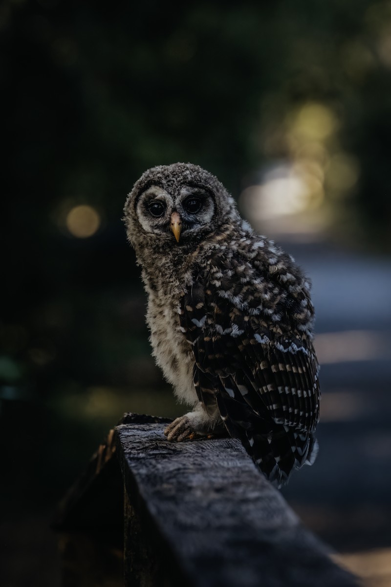 Barred Owl - ML618300914