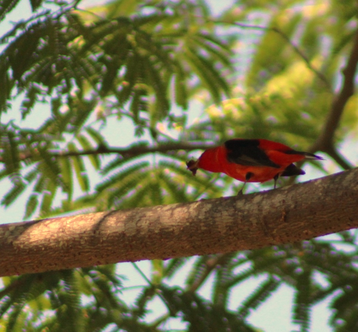 Scarlet Tanager - ML618300933