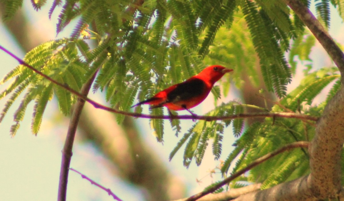 Scarlet Tanager - ML618300940