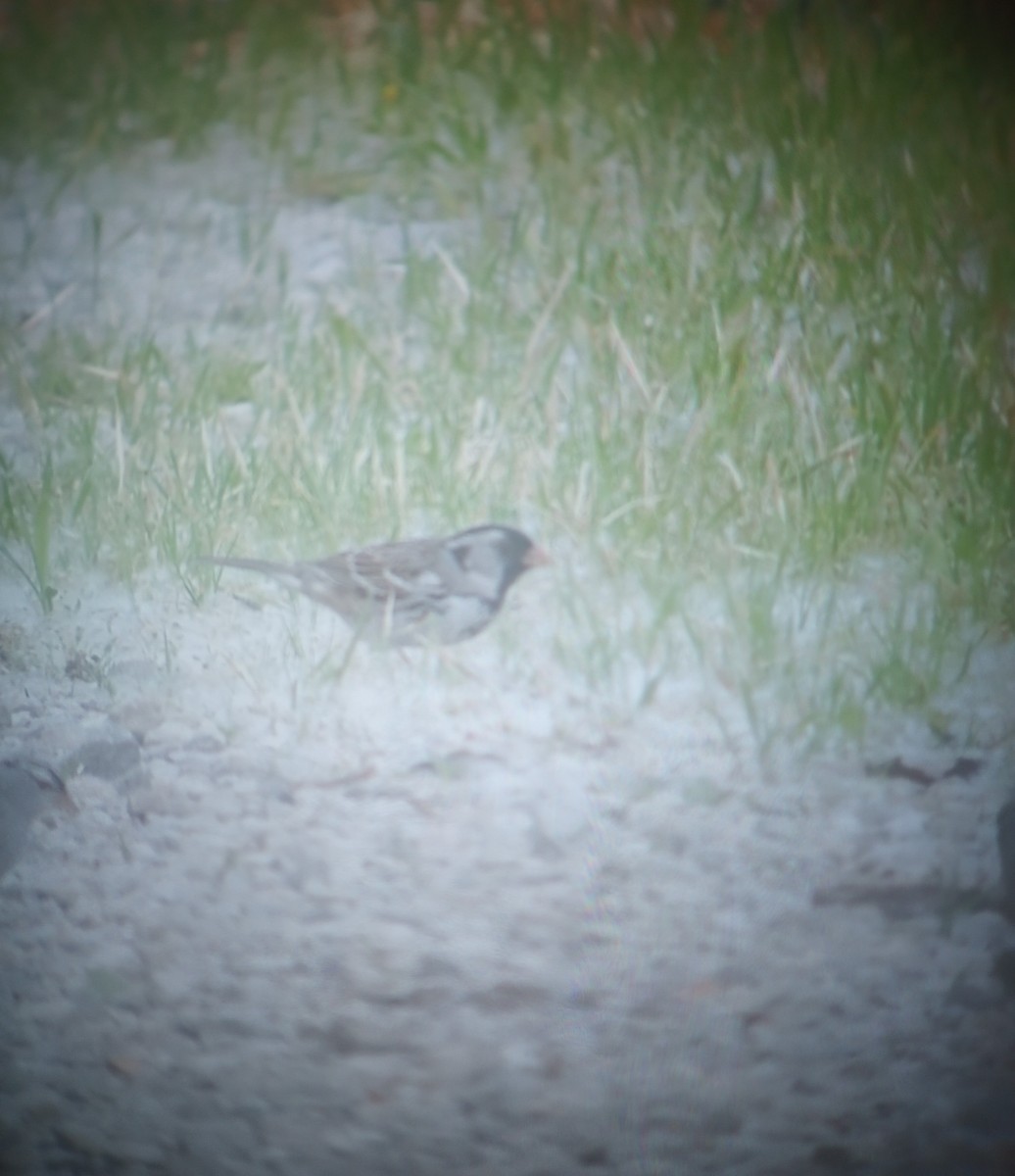 Harris's Sparrow - ML618300952