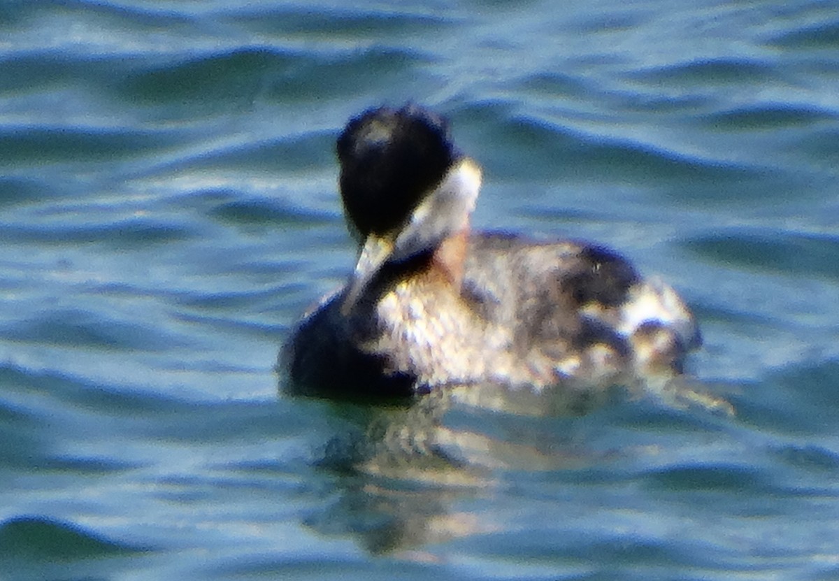 Red-necked Grebe - ML618300969
