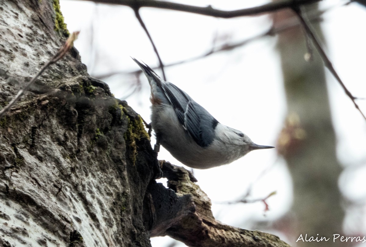 White-breasted Nuthatch - ML618300988