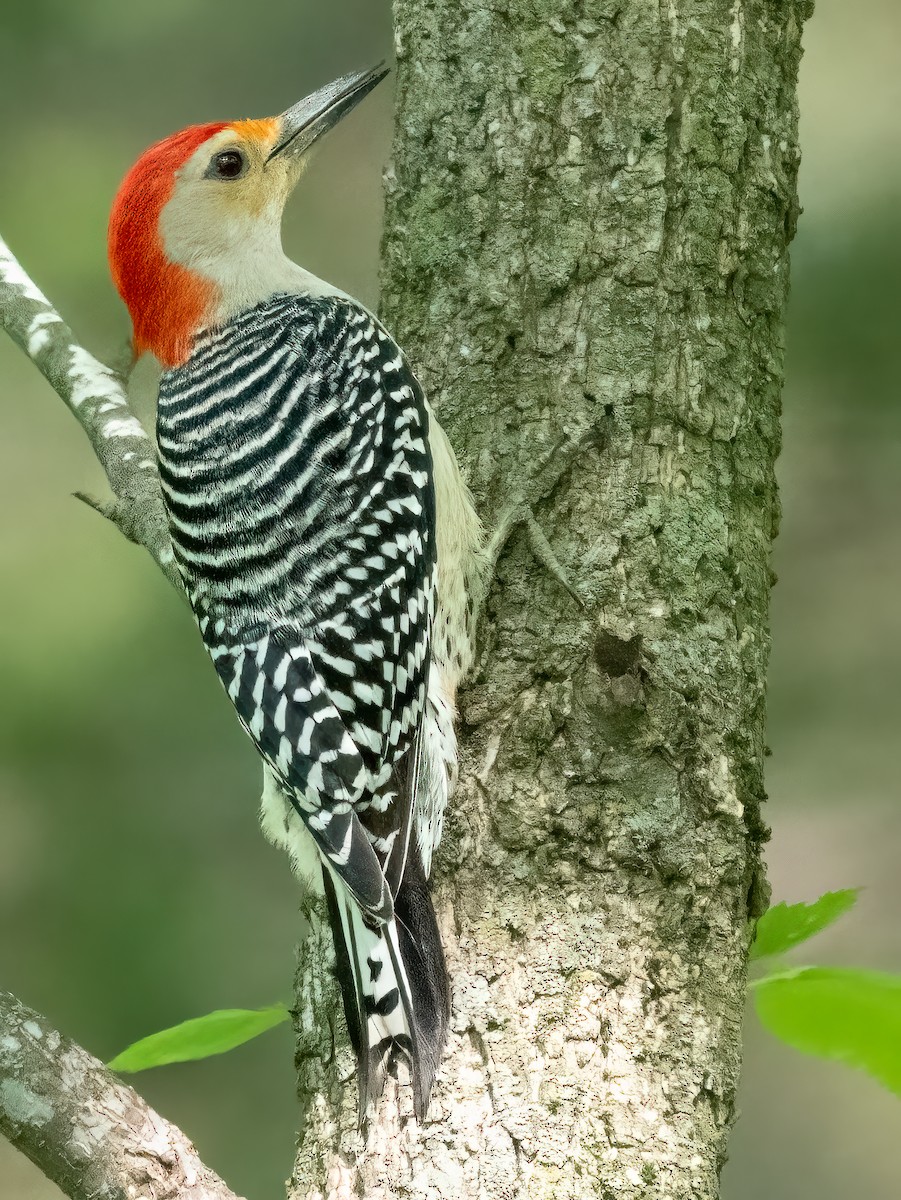 Red-bellied Woodpecker - ML618301006