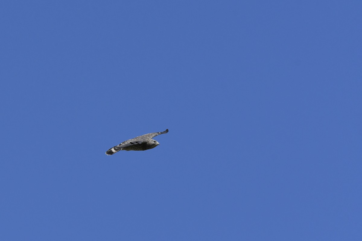 Broad-winged Hawk - ML618301010