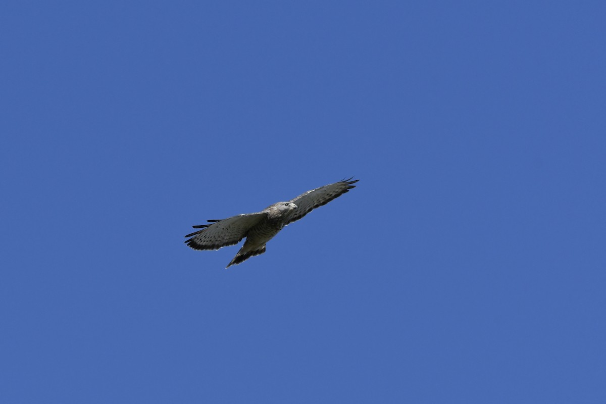 Broad-winged Hawk - ML618301011