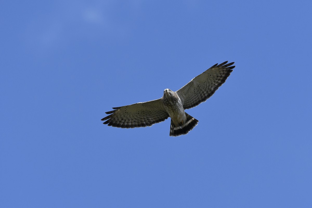 Broad-winged Hawk - ML618301012