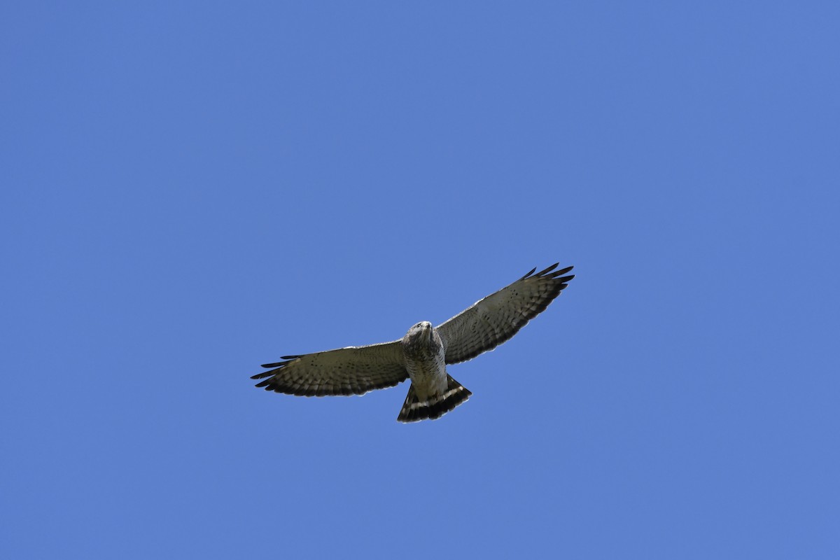 Broad-winged Hawk - ML618301014