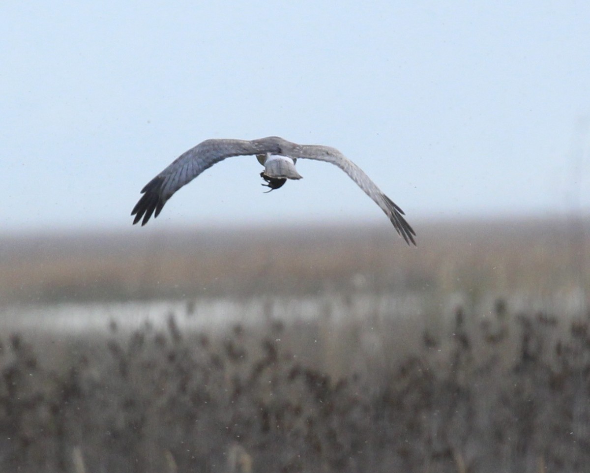 Northern Harrier - Toni McQuivey Taylor