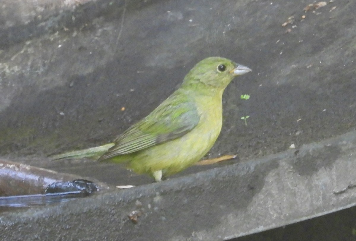 Painted Bunting - ML618301037