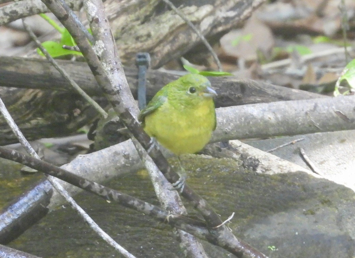 Painted Bunting - ML618301038