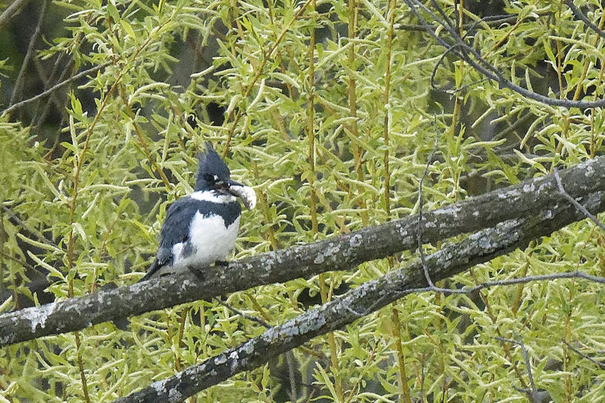 Belted Kingfisher - ML618301048